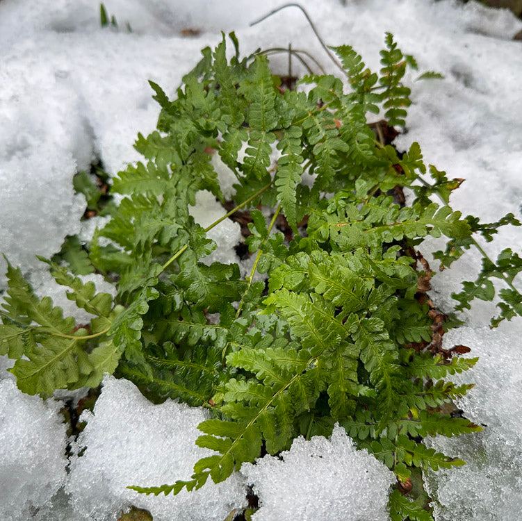 Leatherwood / Marginal Wood Fern - Dryopetris marginalis