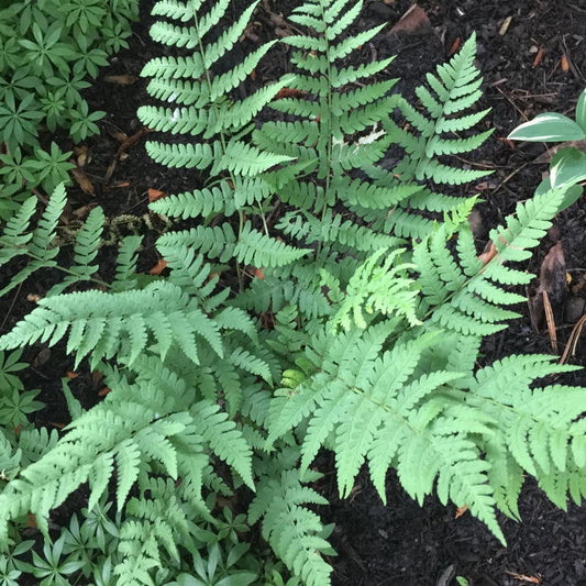Leatherwood / Marginal Wood Fern - Dryopetris marginalis