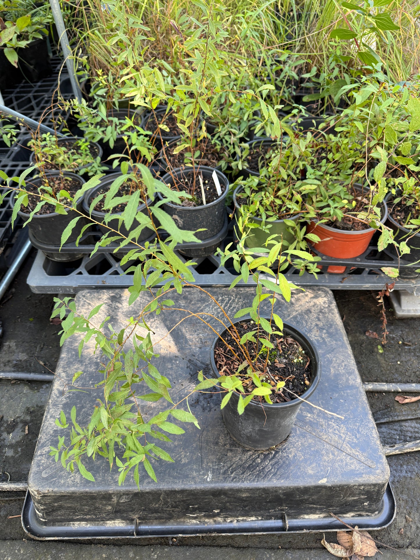 White / Narrowleaf Meadowsweet - Spirea alba