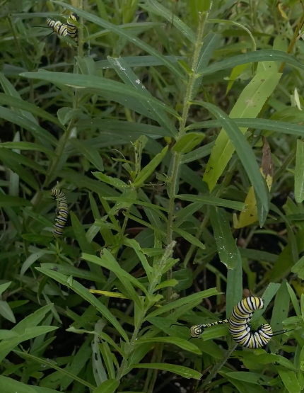 Butterfly Weed - Asclepius tuberosa