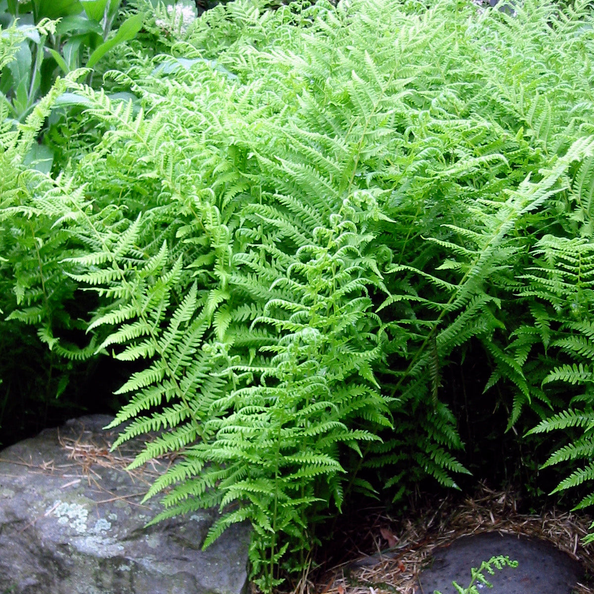 New York Fern - Thelpteris noveburcensis