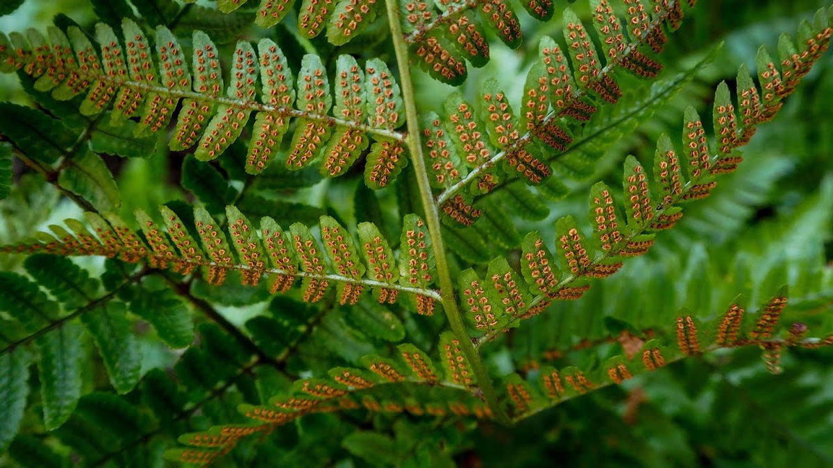 New York Fern - Thelpteris noveburcensis