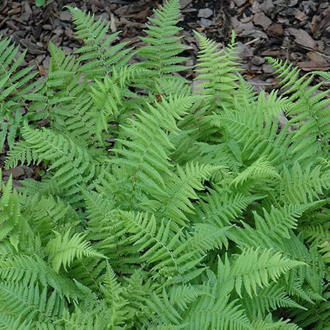 New York Fern - Thelpteris noveburcensis
