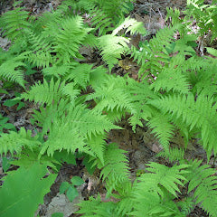 New York Fern - Thelpteris noveburcensis