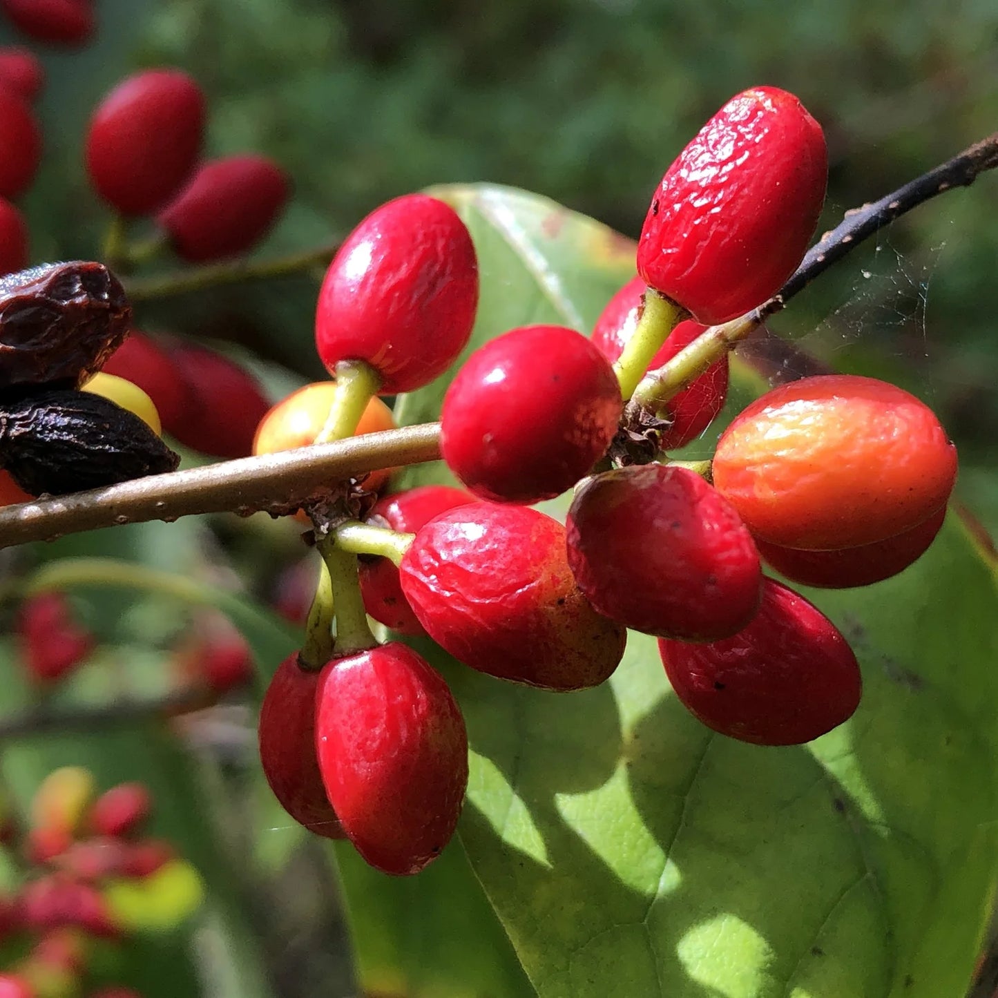 Spicebush - Lindera benzoin
