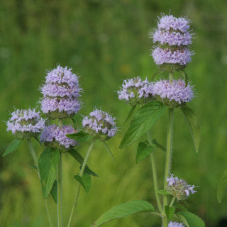 Ohio Mint - Mentha arvensis