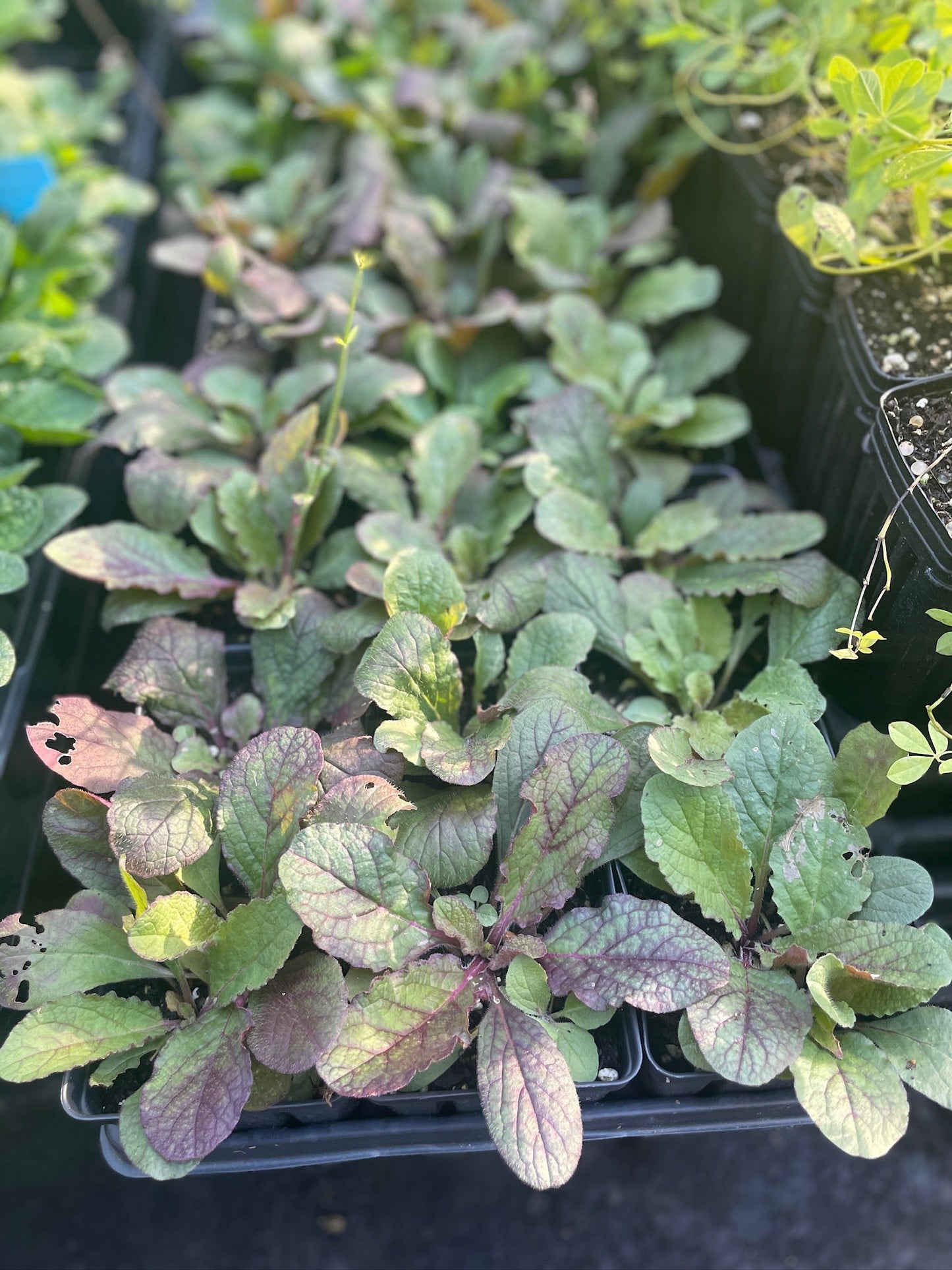 'Purple Knockout' Lyre Leaf Sage - Salvia lyrata ‘Purple Knockout’