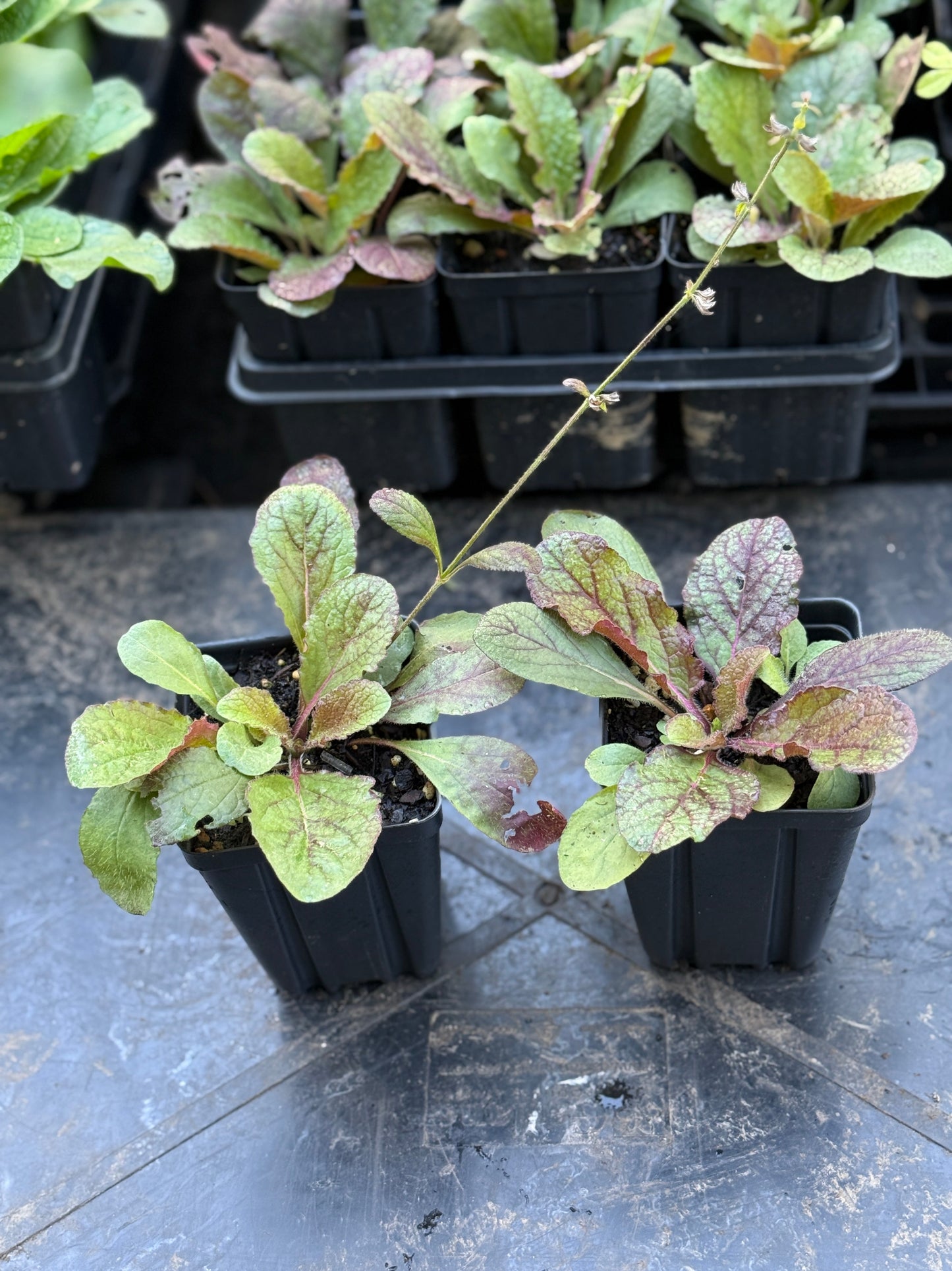 'Purple Knockout' Lyre Leaf Sage - Salvia lyrata ‘Purple Knockout’