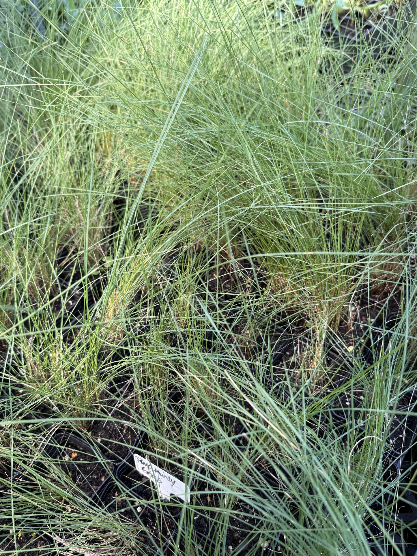 Pink Muhly Grass - Muhlenbergia capillaris