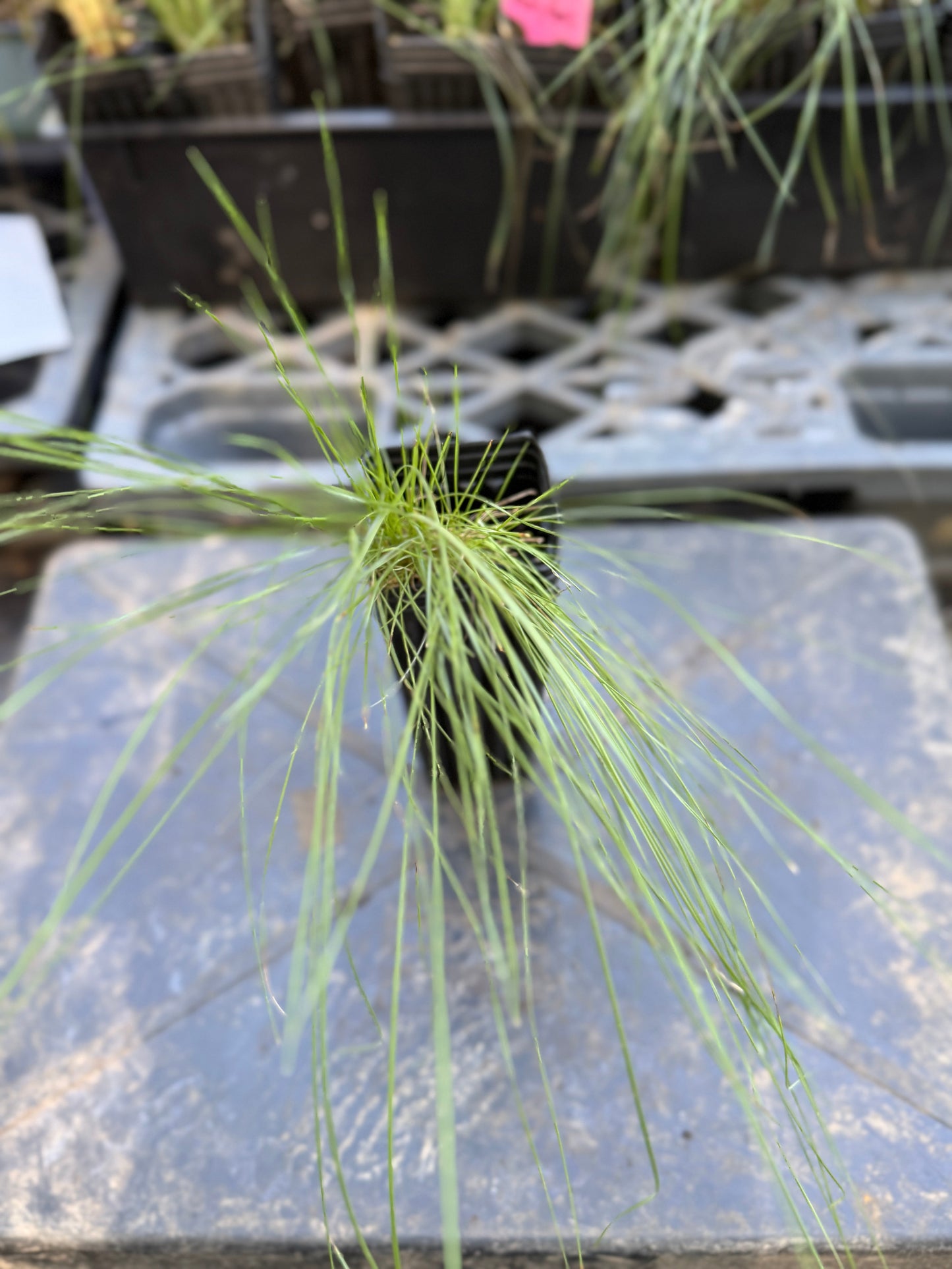 Pink Muhly Grass - Muhlenbergia capillaris
