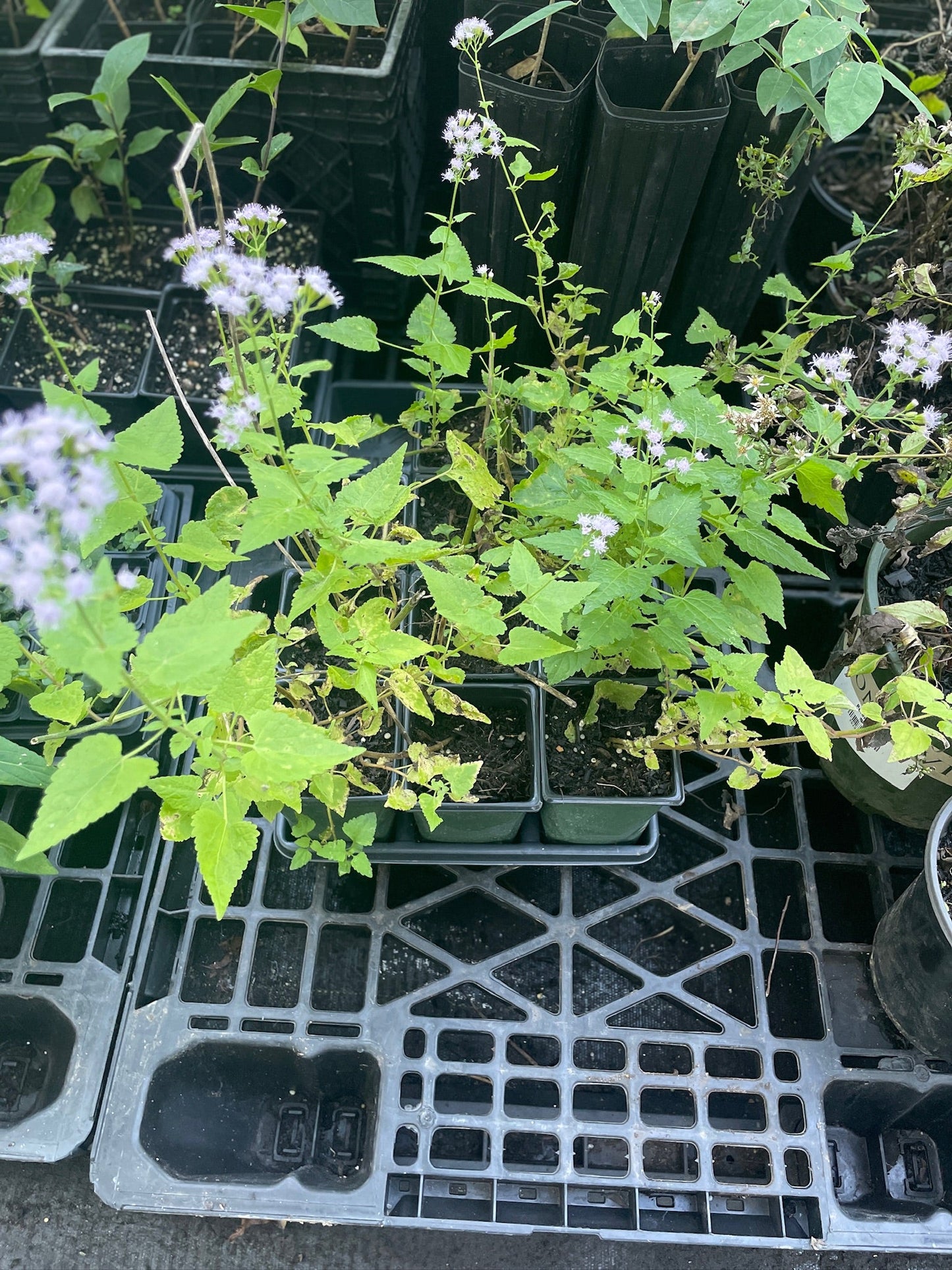 Pink Thoroughwort / Mistflower - Eupatorium incarnatum / Fleischmannia incarnata