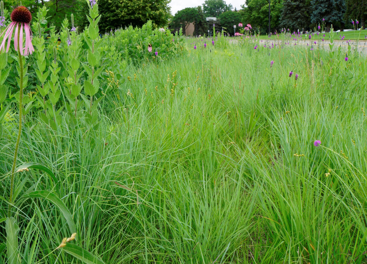 Plains Oval Sedge (Shortbeak Sedge) - Carex brevior