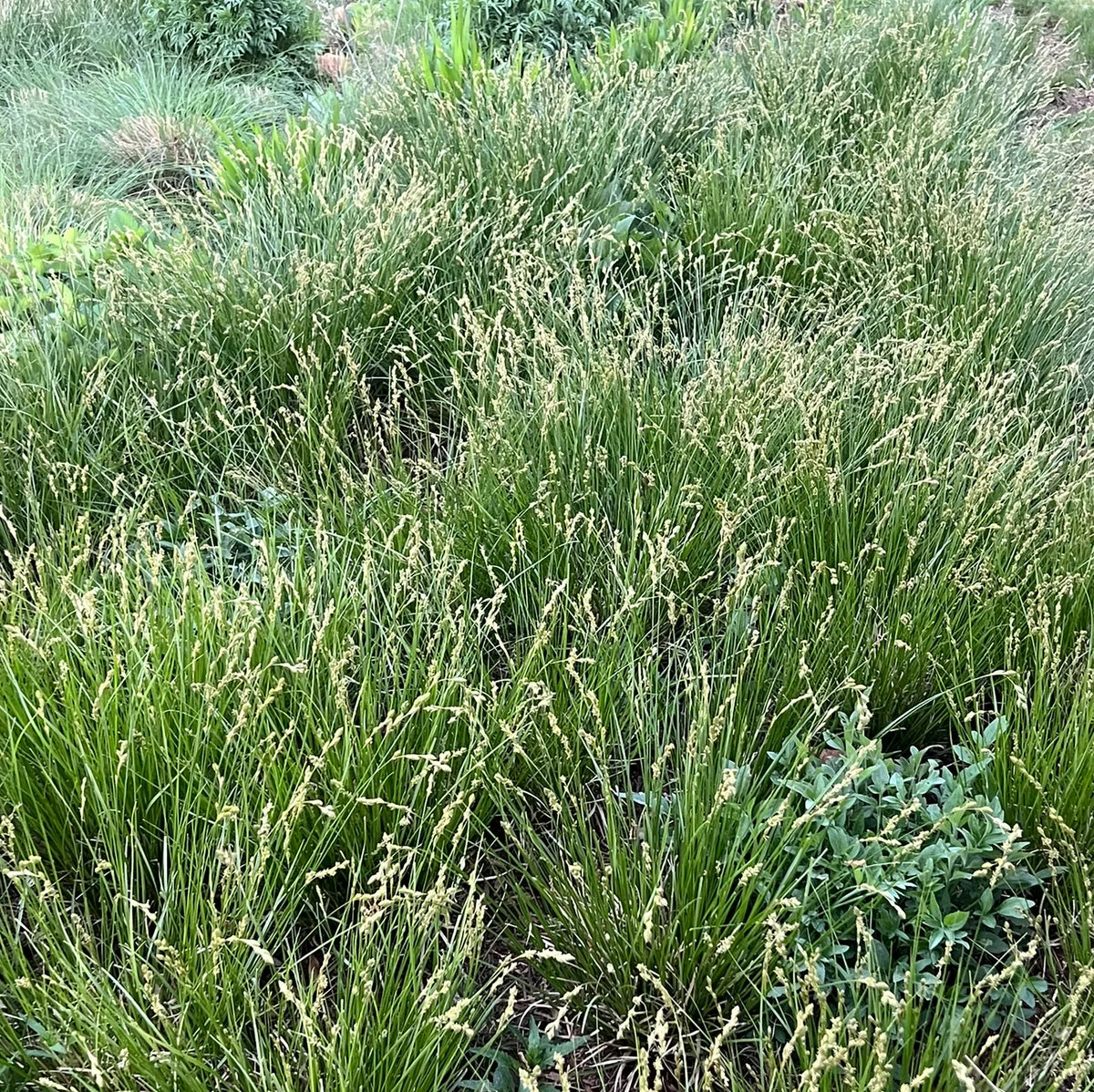 Plains Oval Sedge (Shortbeak Sedge) - Carex brevior