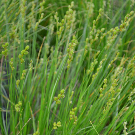 Plains Oval Sedge (Shortbeak Sedge) - Carex brevior