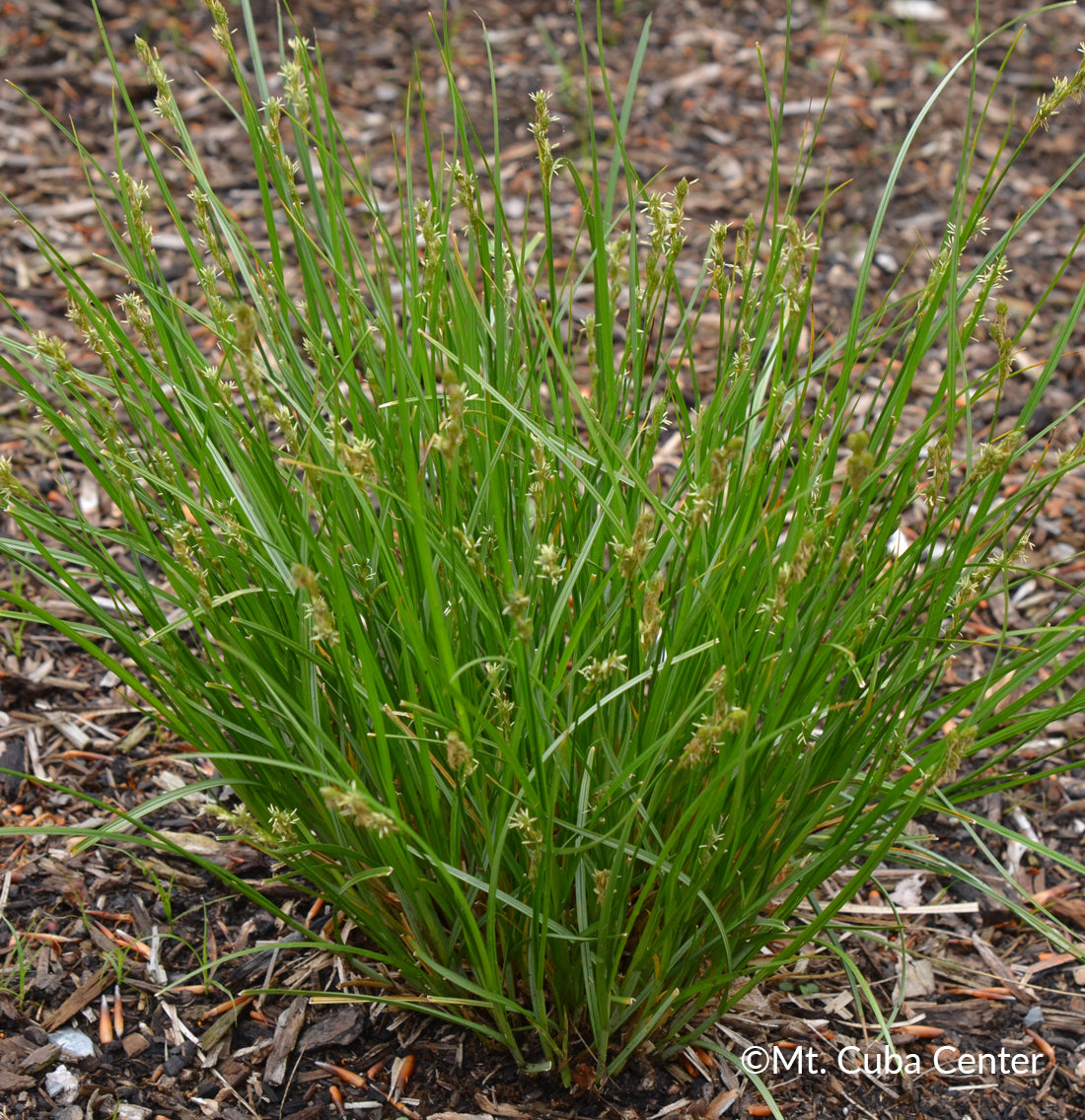 Plains Oval Sedge (Shortbeak Sedge) - Carex brevior