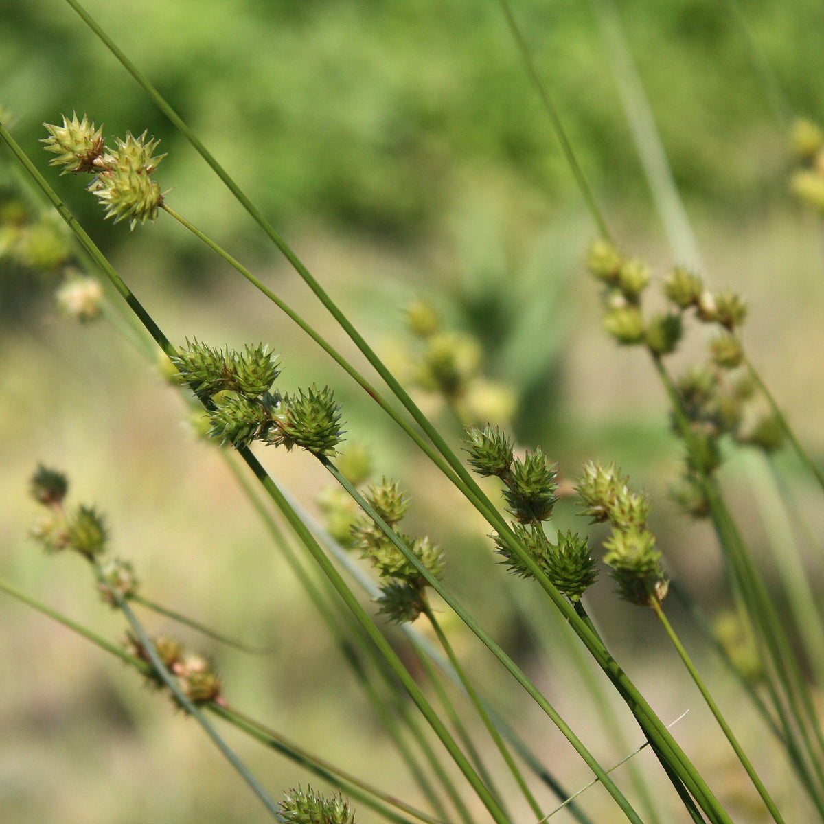 Plains Oval Sedge (Shortbeak Sedge) - Carex brevior