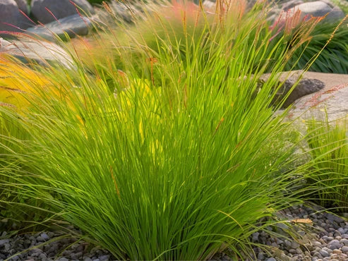 Plains Oval Sedge (Shortbeak Sedge) - Carex brevior