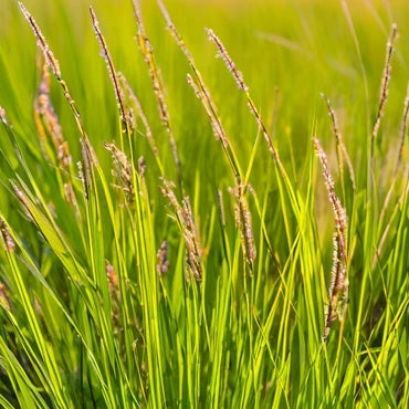 Plains Oval Sedge (Shortbeak Sedge) - Carex brevior