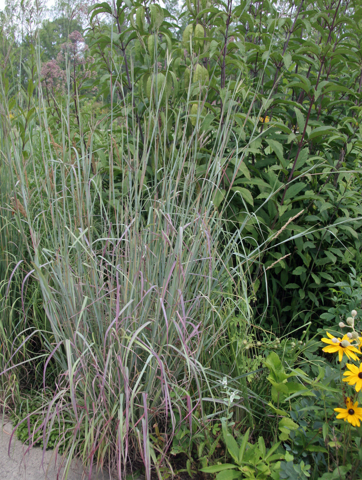 Big Bluestem Grass - Andropogon gerardii