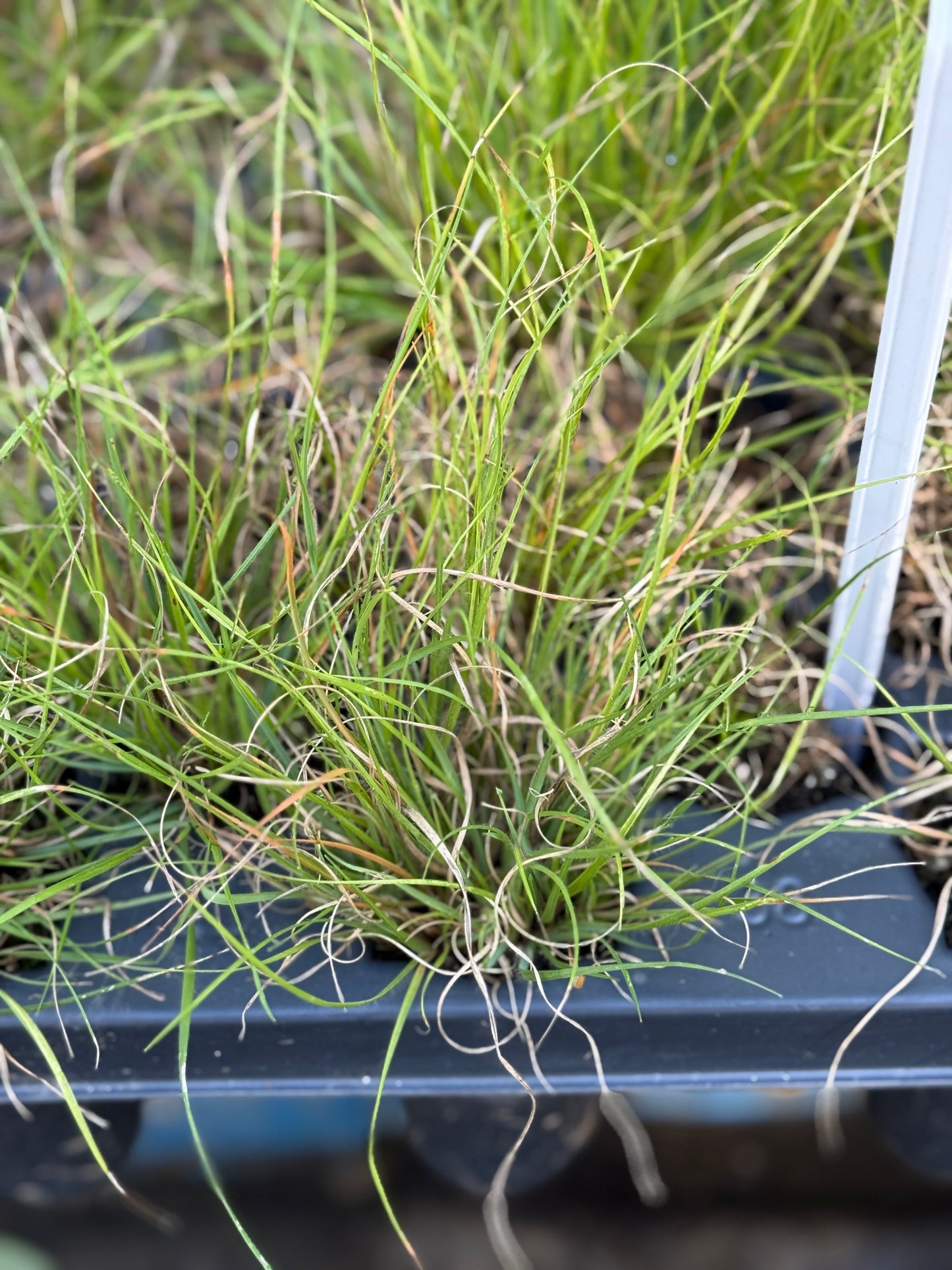 Poverty Oat Grass - Danthonia spicata