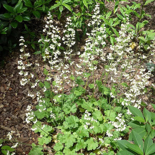 Prairie Alumroot - Heuchera richardsonii