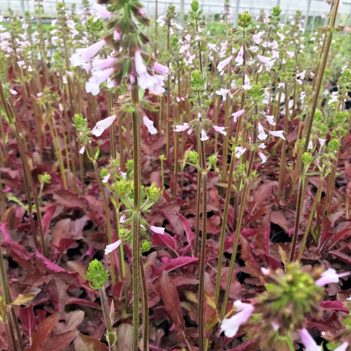 'Purple Knockout' Lyre Leaf Sage - Salvia lyrata ‘Purple Knockout’