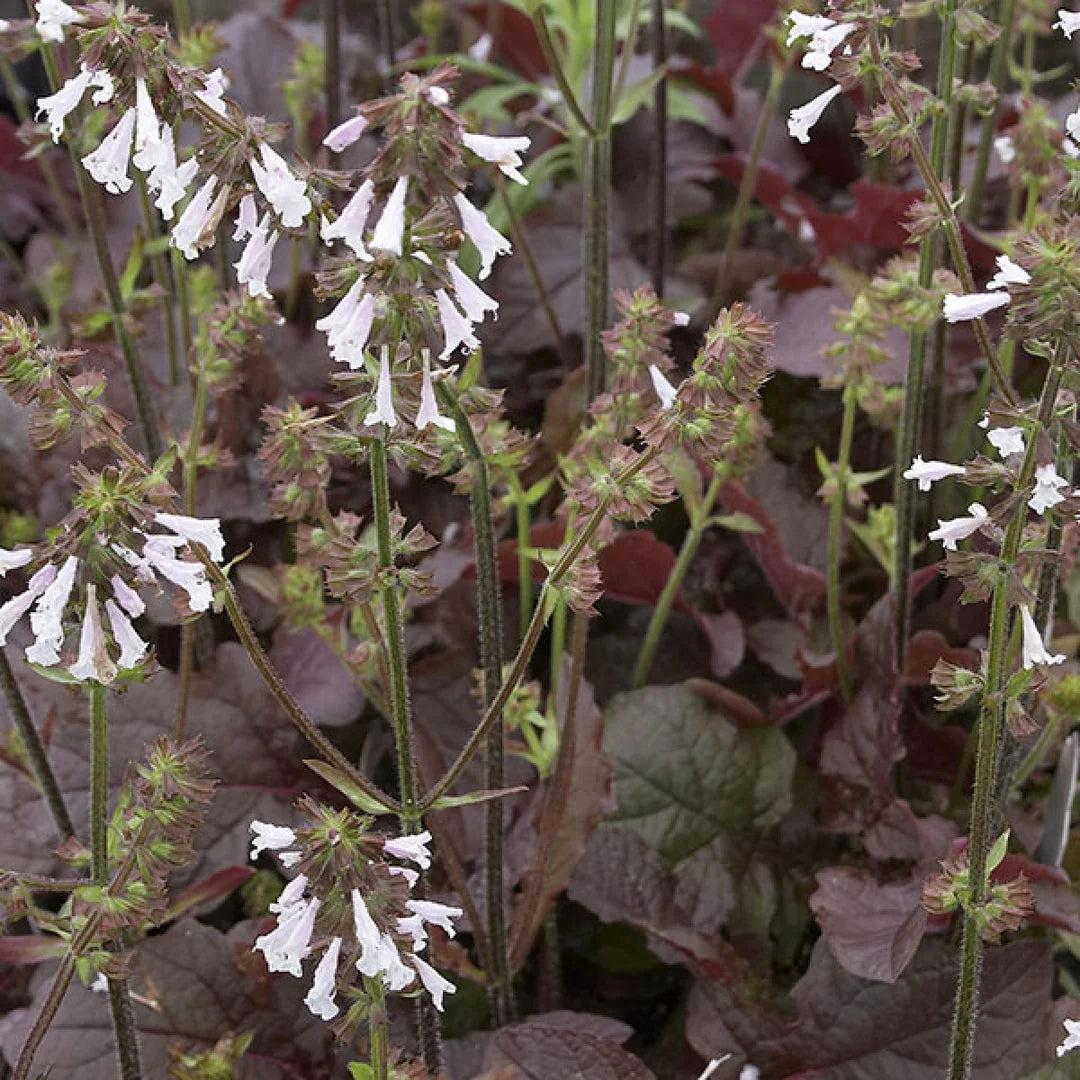 'Purple Knockout' Lyre Leaf Sage - Salvia lyrata ‘Purple Knockout’