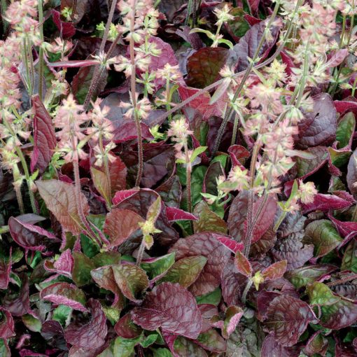 'Purple Knockout' Lyre Leaf Sage - Salvia lyrata ‘Purple Knockout’