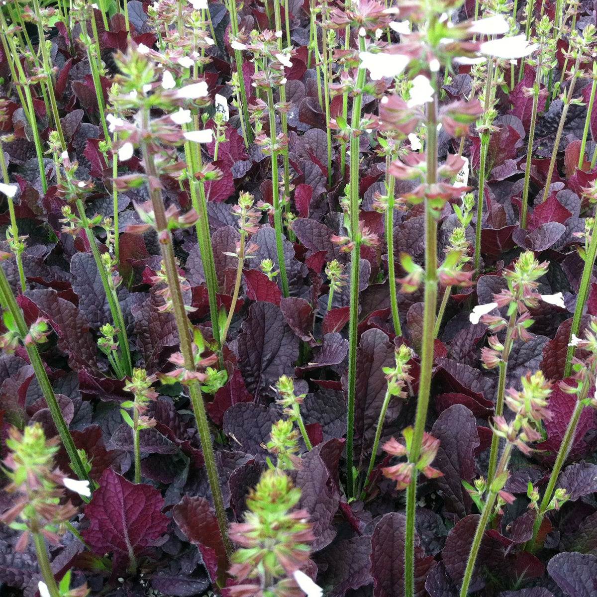 'Purple Knockout' Lyre Leaf Sage - Salvia lyrata ‘Purple Knockout’
