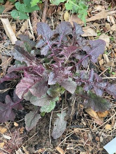'Purple Knockout' Lyre Leaf Sage - Salvia lyrata ‘Purple Knockout’