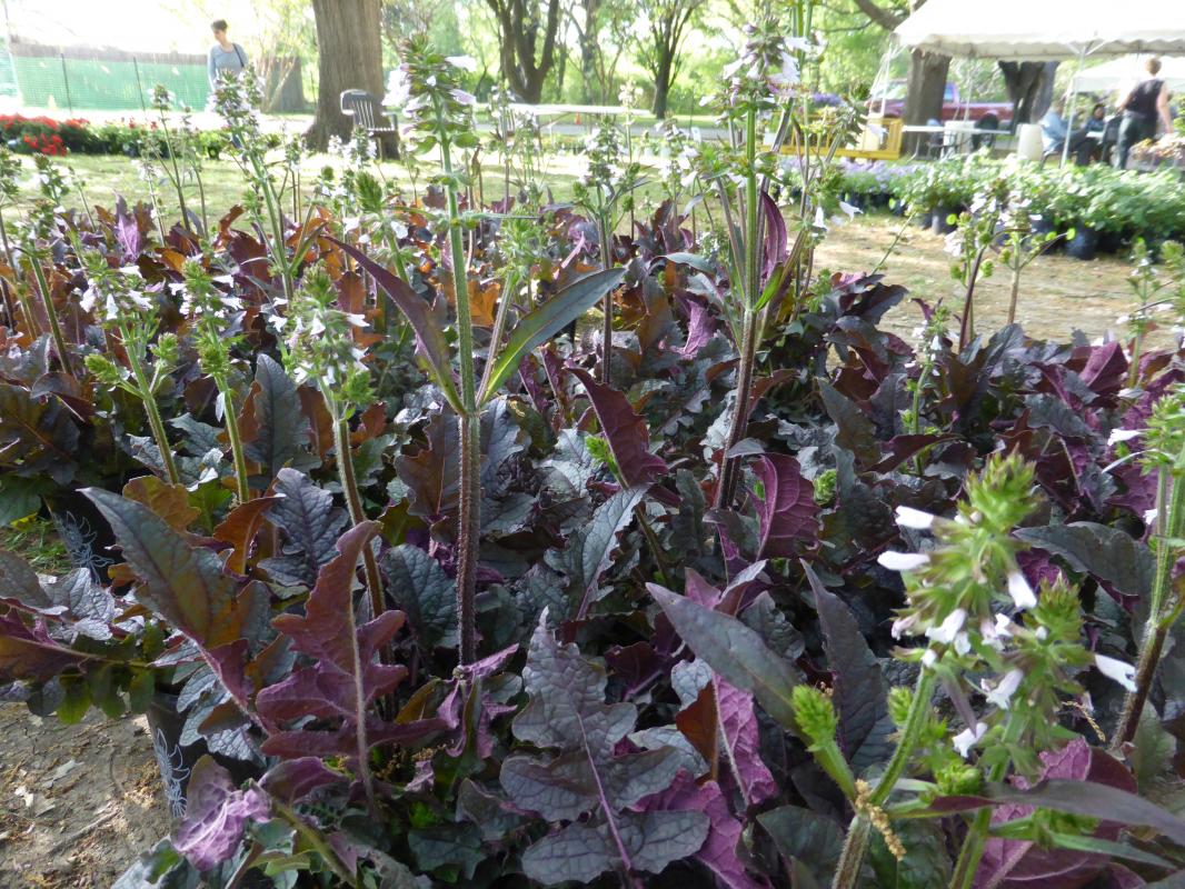 'Purple Knockout' Lyre Leaf Sage - Salvia lyrata ‘Purple Knockout’