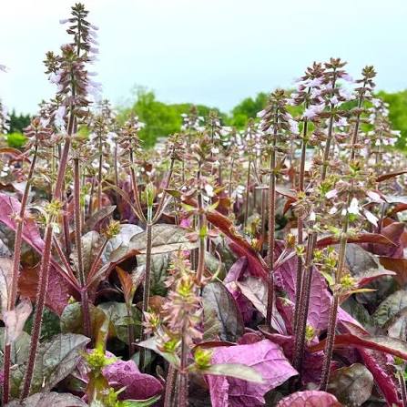 'Purple Knockout' Lyre Leaf Sage - Salvia lyrata ‘Purple Knockout’