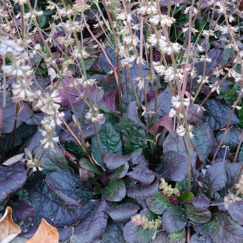 'Purple Knockout' Lyre Leaf Sage - Salvia lyrata ‘Purple Knockout’