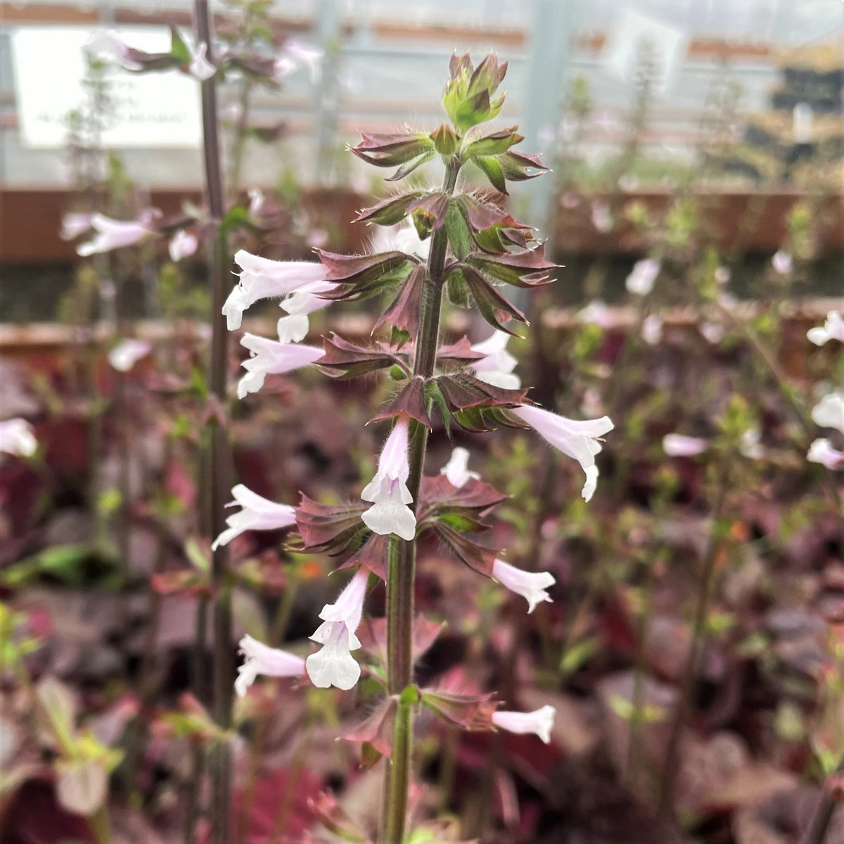 'Purple Knockout' Lyre Leaf Sage - Salvia lyrata ‘Purple Knockout’