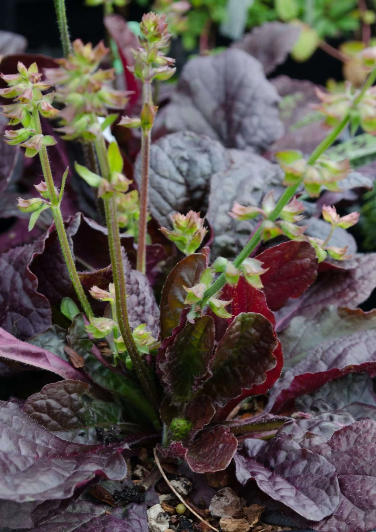 'Purple Knockout' Lyre Leaf Sage - Salvia lyrata ‘Purple Knockout’