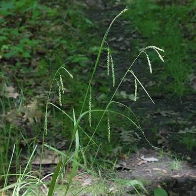 Graceful/Purple-Sheathed Graceful Sedge - Carex gracillima