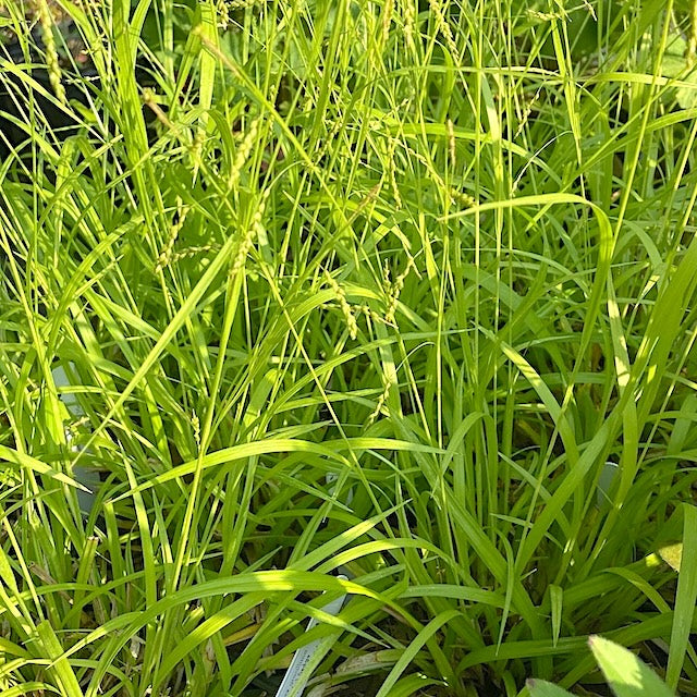 Graceful/Purple-Sheathed Graceful Sedge - Carex gracillima