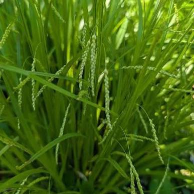 Graceful/Purple-Sheathed Graceful Sedge - Carex gracillima