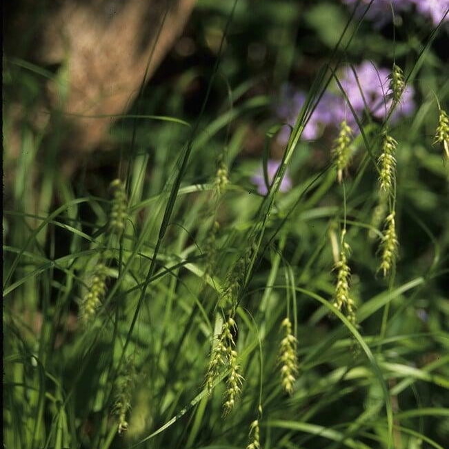 Graceful/Purple-Sheathed Graceful Sedge - Carex gracillima