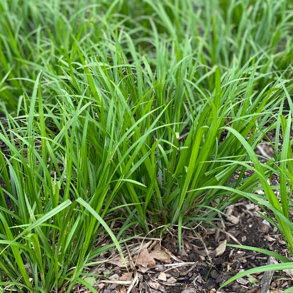 Graceful/Purple-Sheathed Graceful Sedge - Carex gracillima