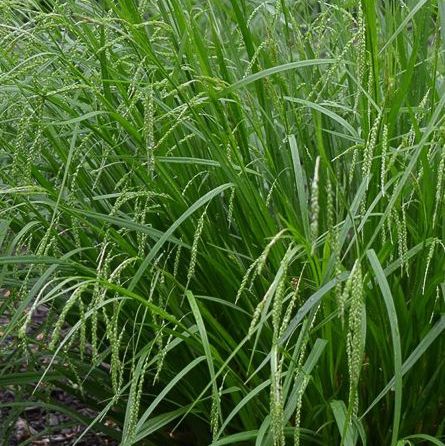 Graceful/Purple-Sheathed Graceful Sedge - Carex gracillima