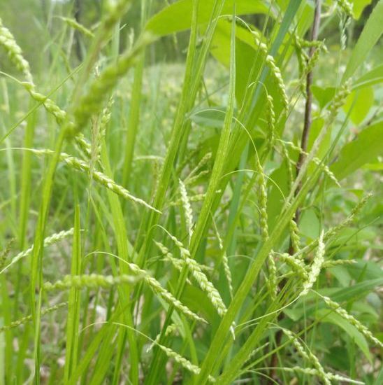 Graceful/Purple-Sheathed Graceful Sedge - Carex gracillima