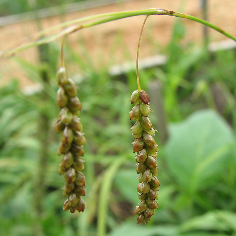Graceful/Purple-Sheathed Graceful Sedge - Carex gracillima
