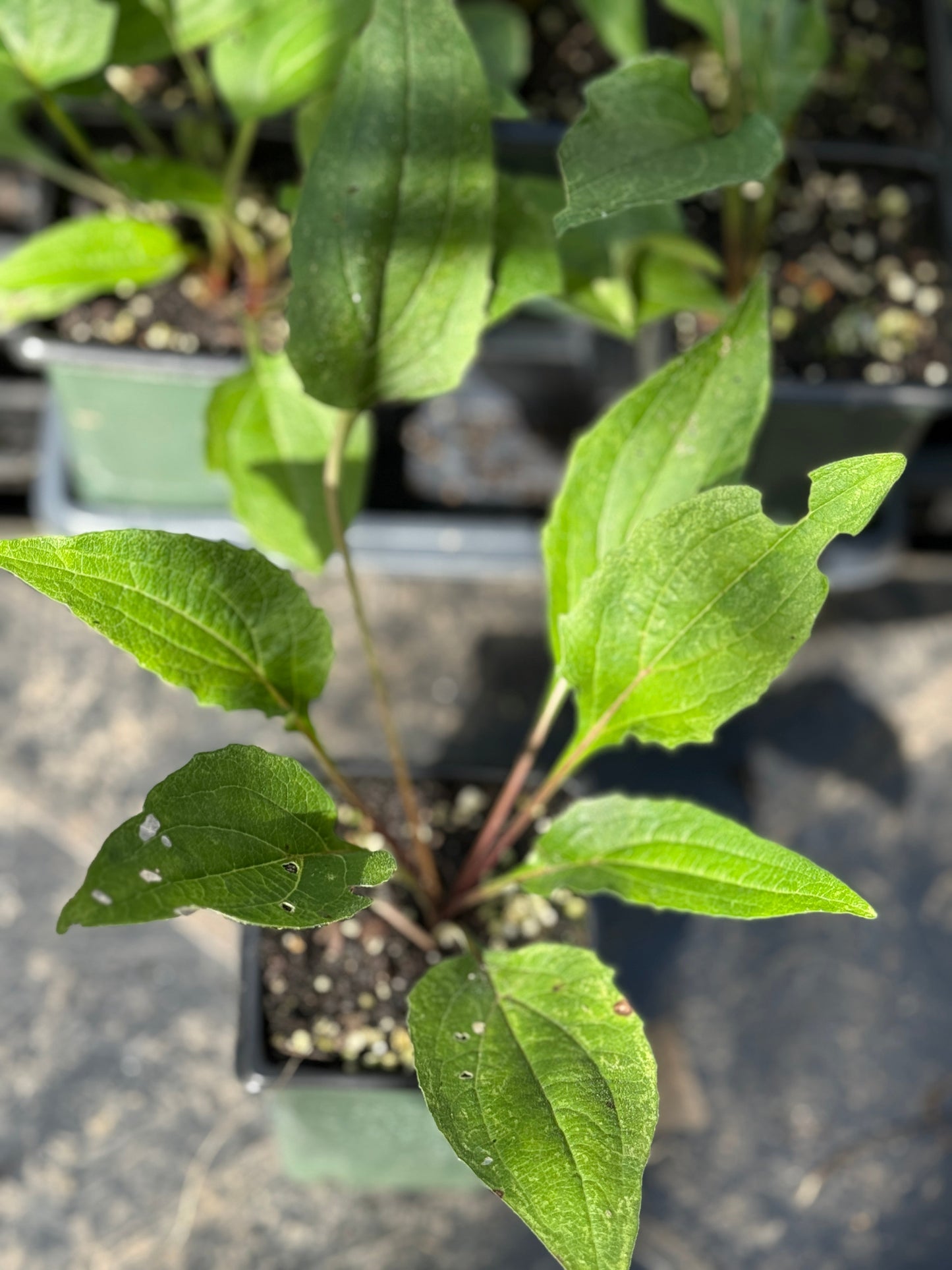 Purple Coneflower - Echinacea purpurea