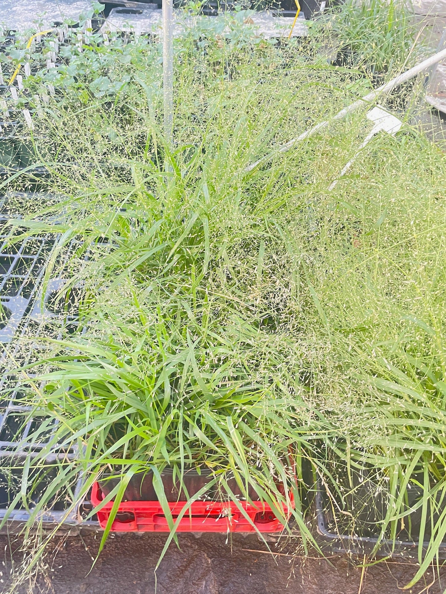 Purple Love Grass - Eragrostis pectinacea