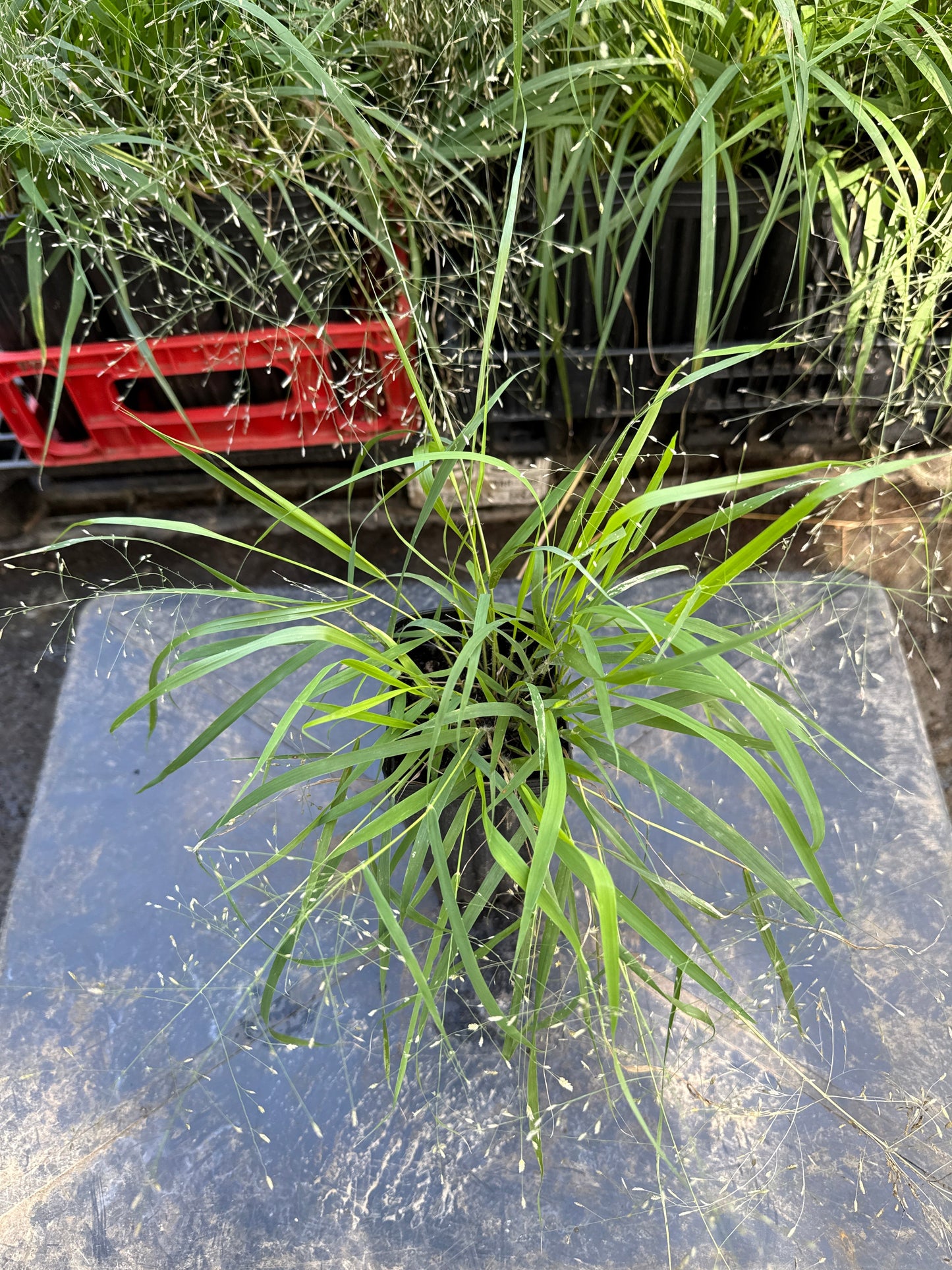 Purple Love Grass - Eragrostis pectinacea
