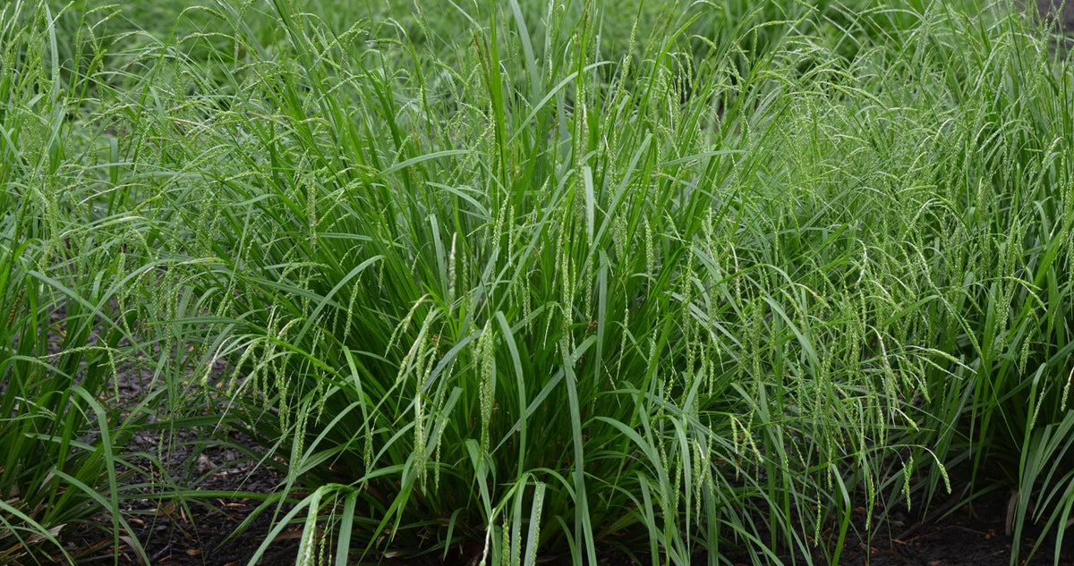 Graceful/Purple-Sheathed Graceful Sedge - Carex gracillima