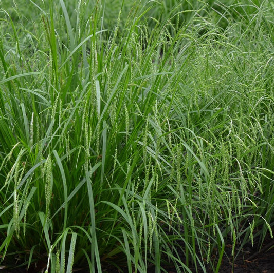 Graceful/Purple-Sheathed Graceful Sedge - Carex gracillima
