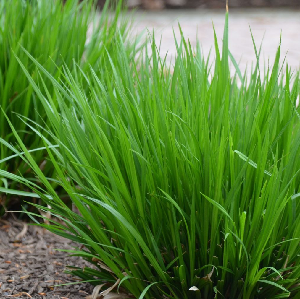 Graceful/Purple-Sheathed Graceful Sedge - Carex gracillima