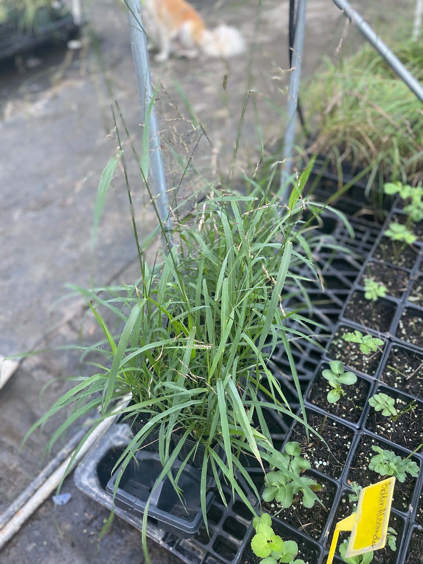 Purple Top Grass - Tridens flavus